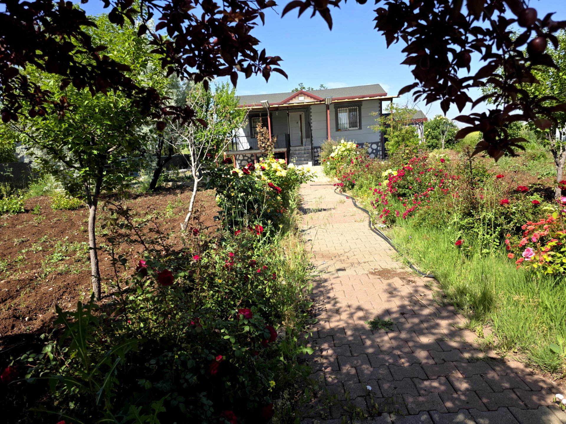BÜYÜKKAVAKLI KÖYÜNDE YAPI RUHSATLI 1.780 M2 ARSALI BAĞEVİ  - 6